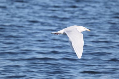 Glaucous martı (Larus hyperboreus hyperboreus), dünyanın en büyük ikinci martısıdır. Bu fotoğraf Japonya 'da çekildi..