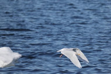 Glaucous martı (Larus hyperboreus hyperboreus), dünyanın en büyük ikinci martısıdır. Bu fotoğraf Japonya 'da çekildi..