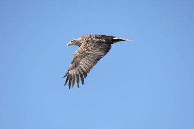 Japonya 'nın Hokkaido kentindeki beyaz kuyruklu kartal (Haliaeetus albicilla)