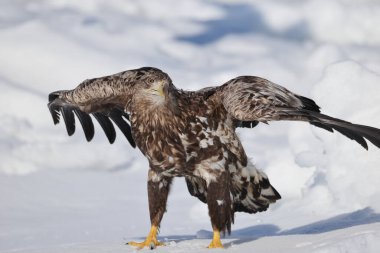 Japonya 'nın Hokkaido kentindeki beyaz kuyruklu kartal (Haliaeetus albicilla)