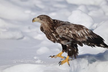Japonya 'nın Hokkaido kentindeki beyaz kuyruklu kartal (Haliaeetus albicilla)