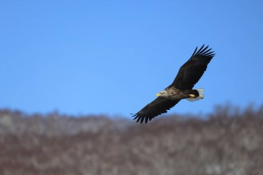 Japonya 'nın Hokkaido kentindeki beyaz kuyruklu kartal (Haliaeetus albicilla)