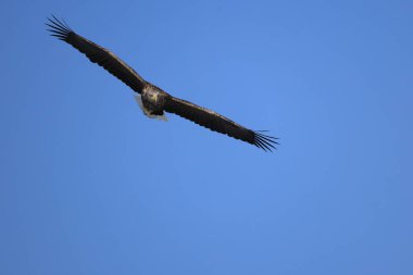 Japonya 'nın Hokkaido kentindeki beyaz kuyruklu kartal (Haliaeetus albicilla)