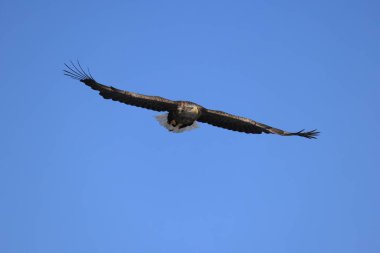 Japonya 'nın Hokkaido kentindeki beyaz kuyruklu kartal (Haliaeetus albicilla)