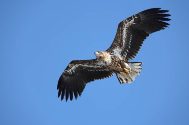 Japonya 'nın Hokkaido kentindeki beyaz kuyruklu kartal (Haliaeetus albicilla)