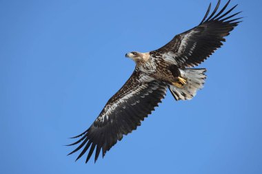 Japonya 'nın Hokkaido kentindeki beyaz kuyruklu kartal (Haliaeetus albicilla)