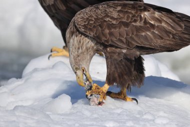 Japonya 'nın Hokkaido kentindeki beyaz kuyruklu kartal (Haliaeetus albicilla)
