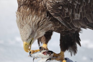 Japonya 'nın Hokkaido kentindeki beyaz kuyruklu kartal (Haliaeetus albicilla)