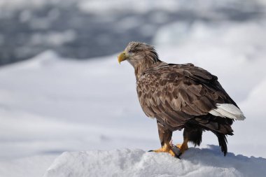 Japonya 'nın Hokkaido kentindeki beyaz kuyruklu kartal (Haliaeetus albicilla)
