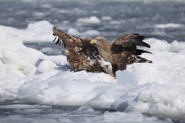 Japonya 'nın Hokkaido kentindeki beyaz kuyruklu kartal (Haliaeetus albicilla)
