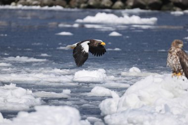 Steller deniz kartalı (