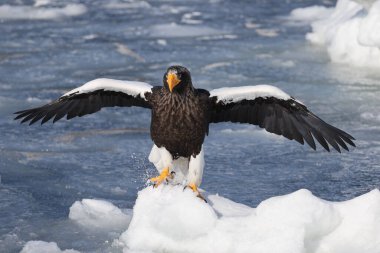 Steller deniz kartalı (