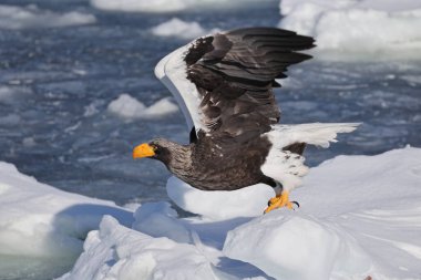 Steller deniz kartalı (