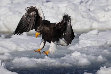 Steller deniz kartalı (