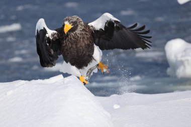 Steller deniz kartalı (