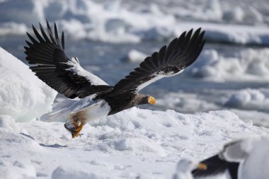 Steller deniz kartalı (