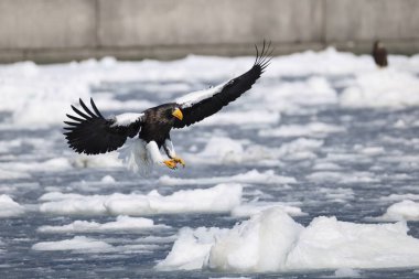 Steller deniz kartalı (