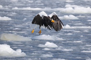 Steller deniz kartalı (