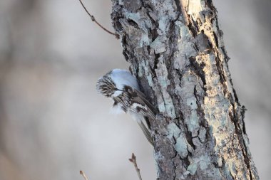 Avrasya Ağaç Bekçisi (Certhia familiaris daurica), yoldan geçen küçük bir kuş türüdür. Bu fotoğraf Japonya, Hokkaido 'da çekildi..