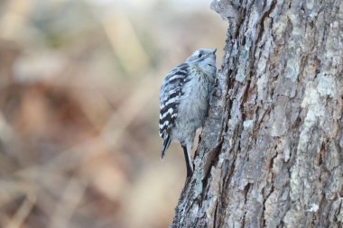 Japon pigme ağaçkakanı (Dendrocopos kizuki seebohmi), ağaçkakangiller (Felidae) familyasından bir ağaçkakan türü. Bu fotoğraf Japonya, Hokkaido 'da çekildi..
