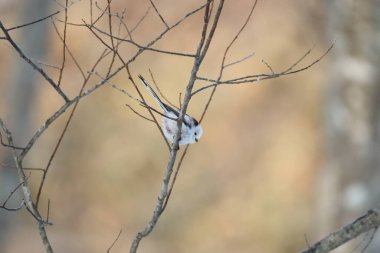 The long-tailed tit (Aegithalos caudatus japonicus), also named long-tailed bushtit, is a common bird found throughout Europe and the Palearctic. This photo was taken in Hokkaido, Japan.