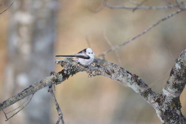 The long-tailed tit (Aegithalos caudatus japonicus), also named long-tailed bushtit, is a common bird found throughout Europe and the Palearctic. This photo was taken in Hokkaido, Japan.
