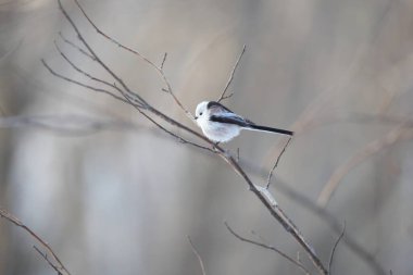 The long-tailed tit (Aegithalos caudatus japonicus), also named long-tailed bushtit, is a common bird found throughout Europe and the Palearctic. This photo was taken in Hokkaido, Japan.