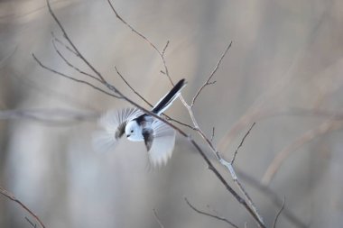 The long-tailed tit (Aegithalos caudatus japonicus), also named long-tailed bushtit, is a common bird found throughout Europe and the Palearctic. This photo was taken in Hokkaido, Japan.