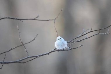 The long-tailed tit (Aegithalos caudatus japonicus), also named long-tailed bushtit, is a common bird found throughout Europe and the Palearctic. This photo was taken in Hokkaido, Japan.