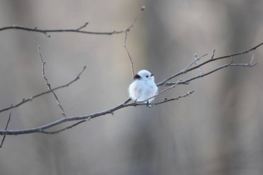 The long-tailed tit (Aegithalos caudatus japonicus), also named long-tailed bushtit, is a common bird found throughout Europe and the Palearctic. This photo was taken in Hokkaido, Japan.