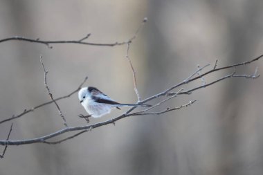 The long-tailed tit (Aegithalos caudatus japonicus), also named long-tailed bushtit, is a common bird found throughout Europe and the Palearctic. This photo was taken in Hokkaido, Japan.