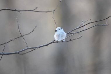 The long-tailed tit (Aegithalos caudatus japonicus), also named long-tailed bushtit, is a common bird found throughout Europe and the Palearctic. This photo was taken in Hokkaido, Japan.