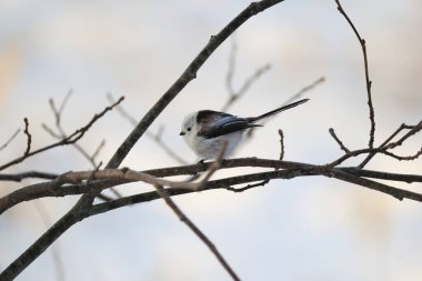 The long-tailed tit (Aegithalos caudatus japonicus), also named long-tailed bushtit, is a common bird found throughout Europe and the Palearctic. This photo was taken in Hokkaido, Japan.
