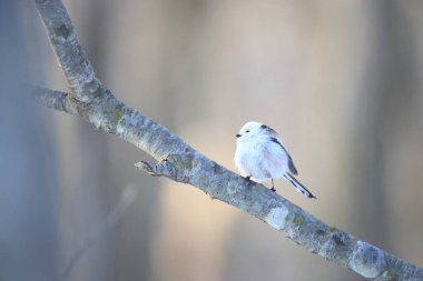 The long-tailed tit (Aegithalos caudatus japonicus), also named long-tailed bushtit, is a common bird found throughout Europe and the Palearctic. This photo was taken in Hokkaido, Japan.