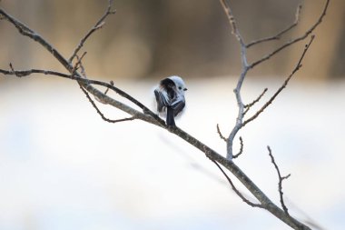 The long-tailed tit (Aegithalos caudatus japonicus), also named long-tailed bushtit, is a common bird found throughout Europe and the Palearctic. This photo was taken in Hokkaido, Japan.