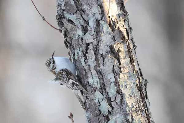 Avrasya Ağaç Bekçisi (Certhia familiaris daurica), yoldan geçen küçük bir kuş türüdür. Bu fotoğraf Japonya, Hokkaido 'da çekildi..