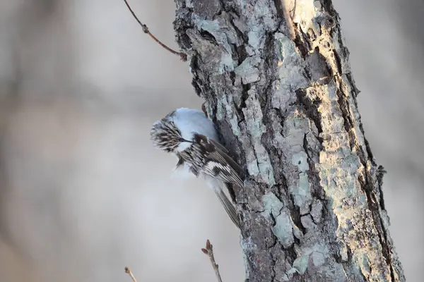 Avrasya Ağaç Bekçisi (Certhia familiaris daurica), yoldan geçen küçük bir kuş türüdür. Bu fotoğraf Japonya, Hokkaido 'da çekildi..