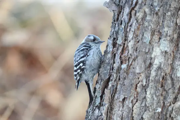 Japon pigme ağaçkakanı (Dendrocopos kizuki seebohmi), ağaçkakangiller (Felidae) familyasından bir ağaçkakan türü. Bu fotoğraf Japonya, Hokkaido 'da çekildi..