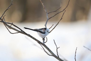 The long-tailed tit (Aegithalos caudatus japonicus), also named long-tailed bushtit, is a common bird found throughout Europe and the Palearctic. This photo was taken in Hokkaido, Japan.