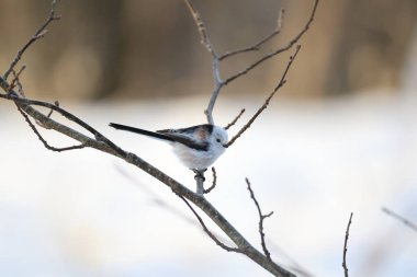 The long-tailed tit (Aegithalos caudatus japonicus), also named long-tailed bushtit, is a common bird found throughout Europe and the Palearctic. This photo was taken in Hokkaido, Japan.