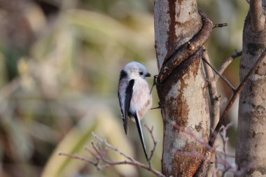 The long-tailed tit (Aegithalos caudatus japonicus), also named long-tailed bushtit, is a common bird found throughout Europe and the Palearctic. This photo was taken in Hokkaido, Japan.