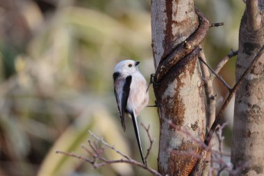 The long-tailed tit (Aegithalos caudatus japonicus), also named long-tailed bushtit, is a common bird found throughout Europe and the Palearctic. This photo was taken in Hokkaido, Japan.