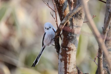 The long-tailed tit (Aegithalos caudatus japonicus), also named long-tailed bushtit, is a common bird found throughout Europe and the Palearctic. This photo was taken in Hokkaido, Japan.