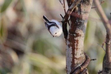 The long-tailed tit (Aegithalos caudatus japonicus), also named long-tailed bushtit, is a common bird found throughout Europe and the Palearctic. This photo was taken in Hokkaido, Japan.