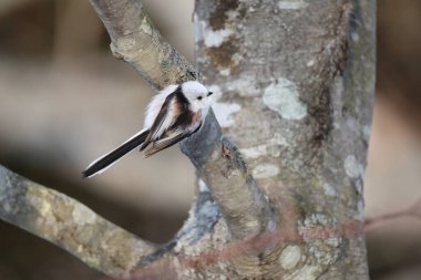 The long-tailed tit (Aegithalos caudatus japonicus), also named long-tailed bushtit, is a common bird found throughout Europe and the Palearctic. This photo was taken in Hokkaido, Japan.