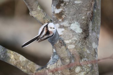 The long-tailed tit (Aegithalos caudatus japonicus), also named long-tailed bushtit, is a common bird found throughout Europe and the Palearctic. This photo was taken in Hokkaido, Japan.