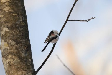The long-tailed tit (Aegithalos caudatus japonicus), also named long-tailed bushtit, is a common bird found throughout Europe and the Palearctic. This photo was taken in Hokkaido, Japan.