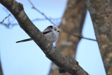 The long-tailed tit (Aegithalos caudatus japonicus), also named long-tailed bushtit, is a common bird found throughout Europe and the Palearctic. This photo was taken in Hokkaido, Japan.