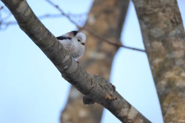 The long-tailed tit (Aegithalos caudatus japonicus), also named long-tailed bushtit, is a common bird found throughout Europe and the Palearctic. This photo was taken in Hokkaido, Japan.