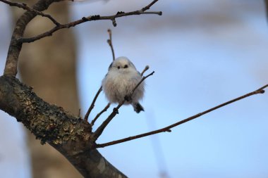 The long-tailed tit (Aegithalos caudatus japonicus), also named long-tailed bushtit, is a common bird found throughout Europe and the Palearctic. This photo was taken in Hokkaido, Japan.